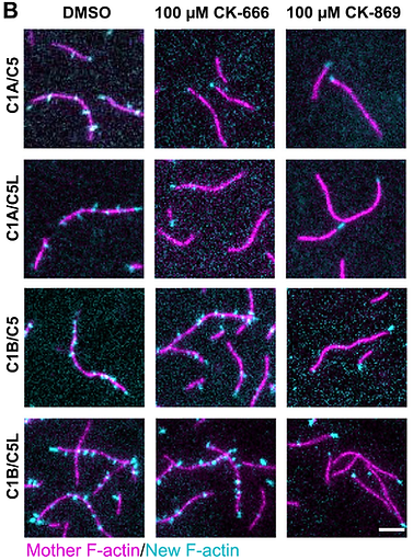 Arp23 drugs image.tif