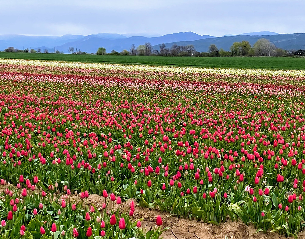 tulipes multi-couleurs a 15 minutes en voiture de la Villa Saint Marc