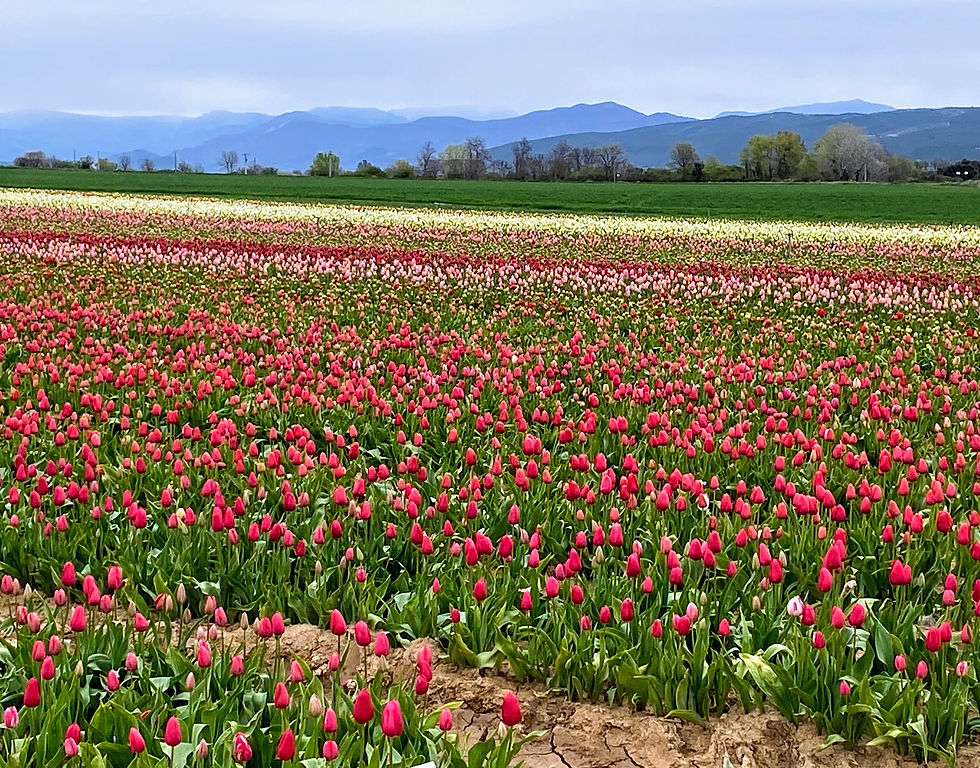 tulipes multi-couleurs a 15 minutes en voiture de la Villa Saint Marc