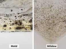 Mildew vs. Mold: Understanding the Differences and Why It's Important