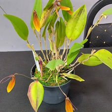 Restrepia falkenbergii