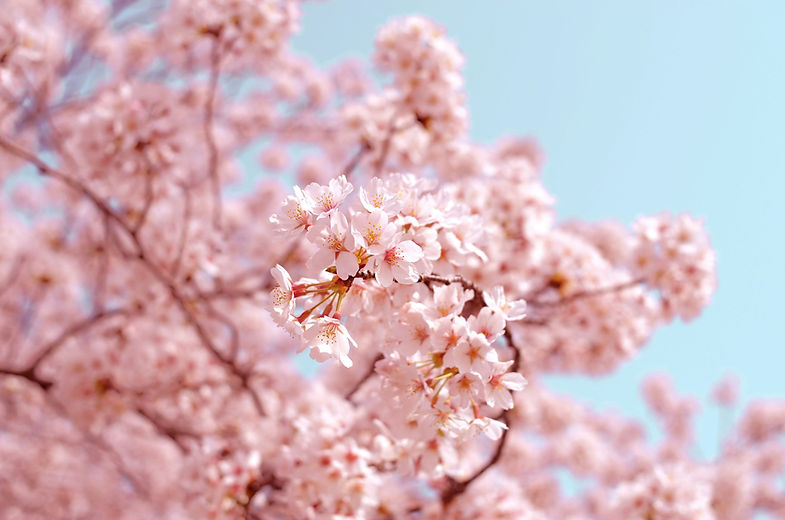 Cherry Blossoms PD Large.jpg