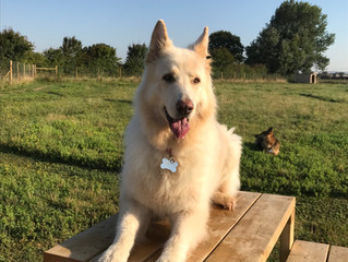 Teaching Your Dog Self Control