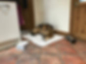 sending your dog to bed.jpeg