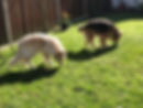 Dogs sniffing together.jpeg