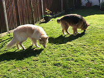 Dogs sniffing together.jpeg