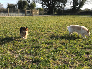 How to improve your dog walk!