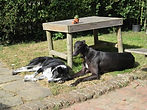Moss and Mr Buddy.jpeg