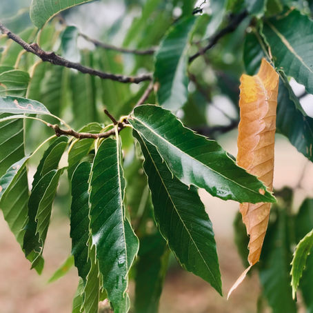 LATE SUMMER: The Earth-Season of Gentle Nourishment