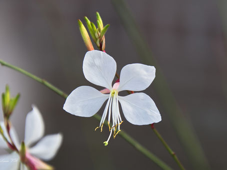 Prachtkaars - Gaura Lindheimeri 'Whirling Butterflies'