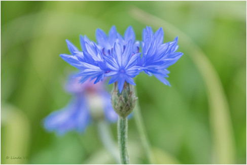Korenbloem