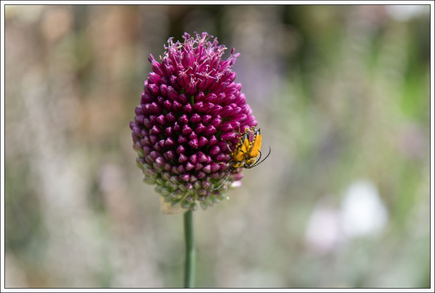 Zwarttip-smalboktor op Allium sphaerocephalon (Trommelstok)