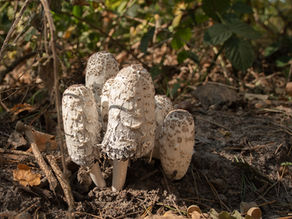 Het is herfst