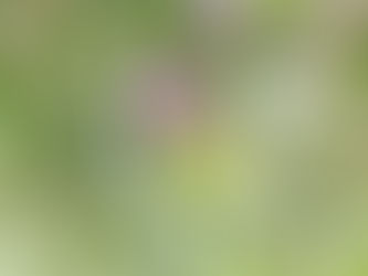 Citroenvlinder op Perzische kruisjesplant