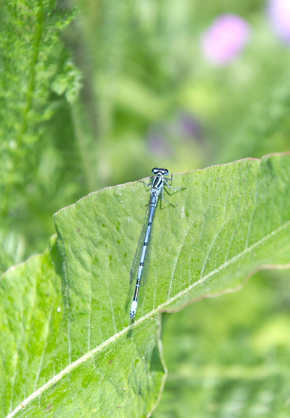 Azuurwaterjuffer - Coenagrion puella