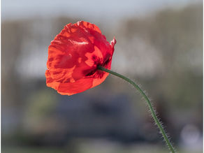 Klaproos in het avondlicht