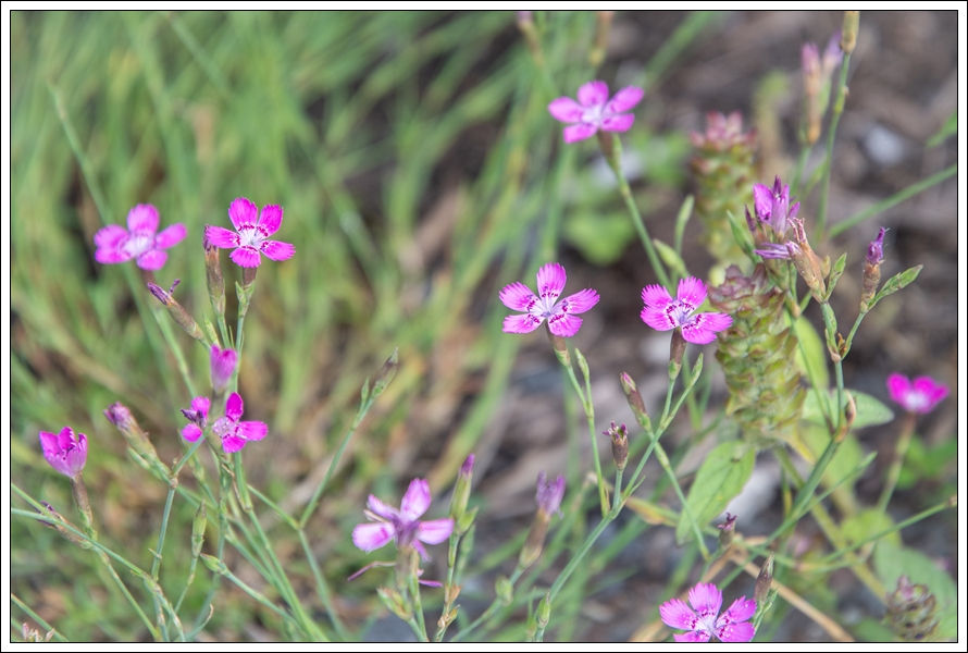 Steenanjer - Dianthus deltoides