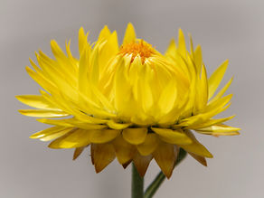 Zonnetjes in de tuin