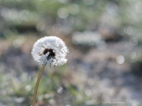 In de zon