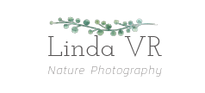 Linda VR