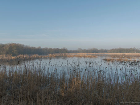 Molsbroek in de lente