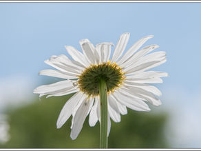 Margriet