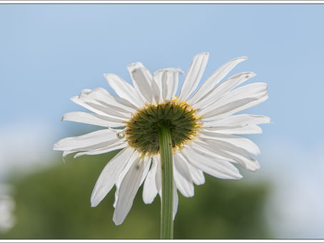 Margriet