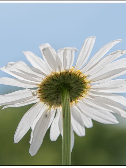Gewone margriet - Leucanthmum vulgare