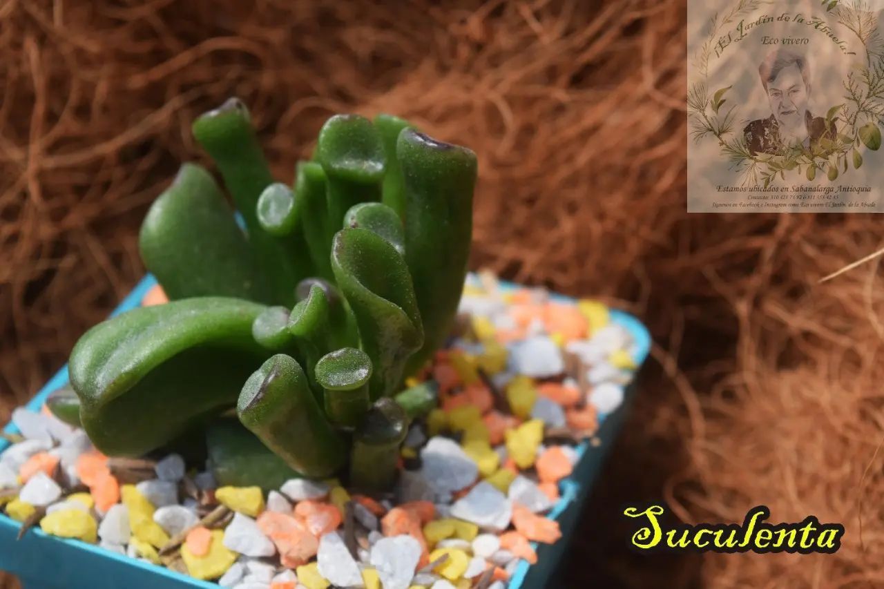 SUCULENTA: P7 (Crassula ovata hobbit)