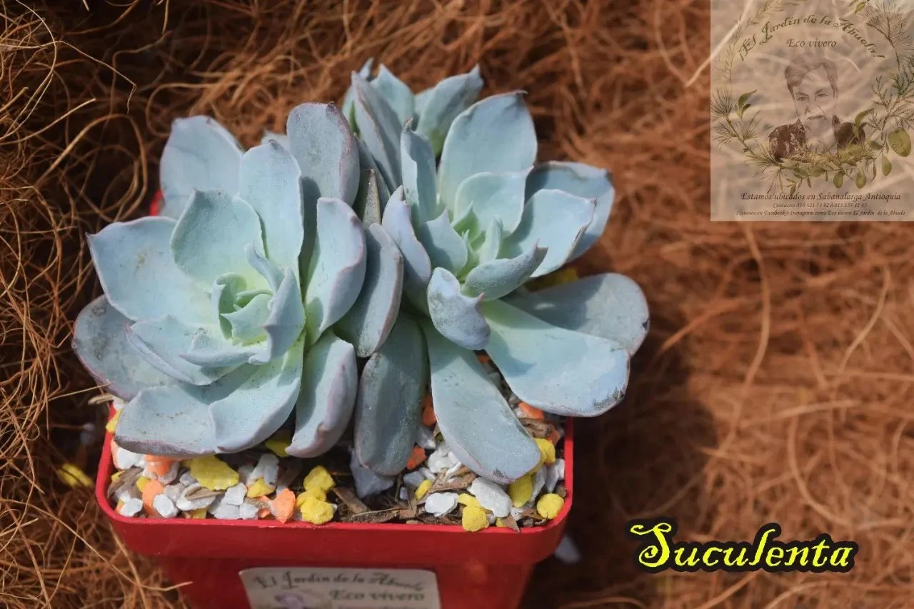 SUCULENTA P7: (Echeveria lilacina)