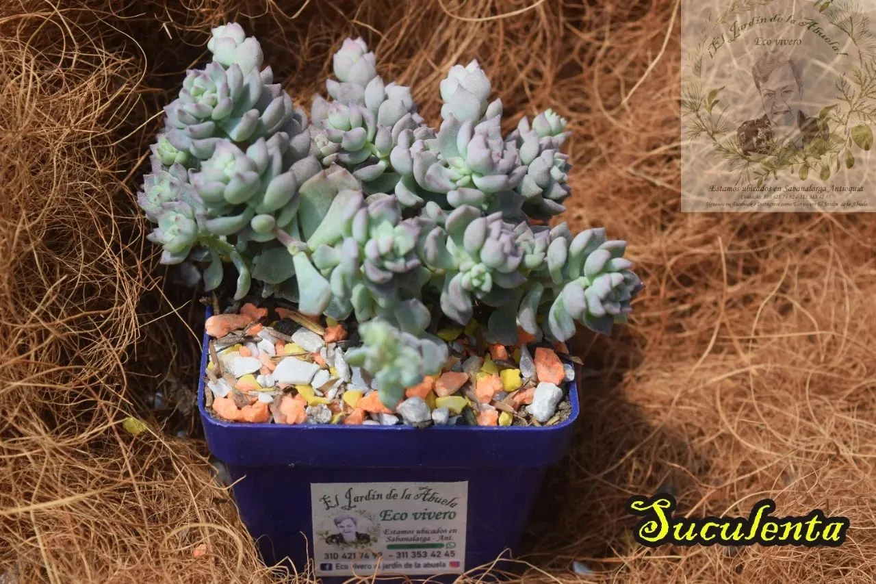 SUCULENTA P7: (Sedum Oaxacanum)