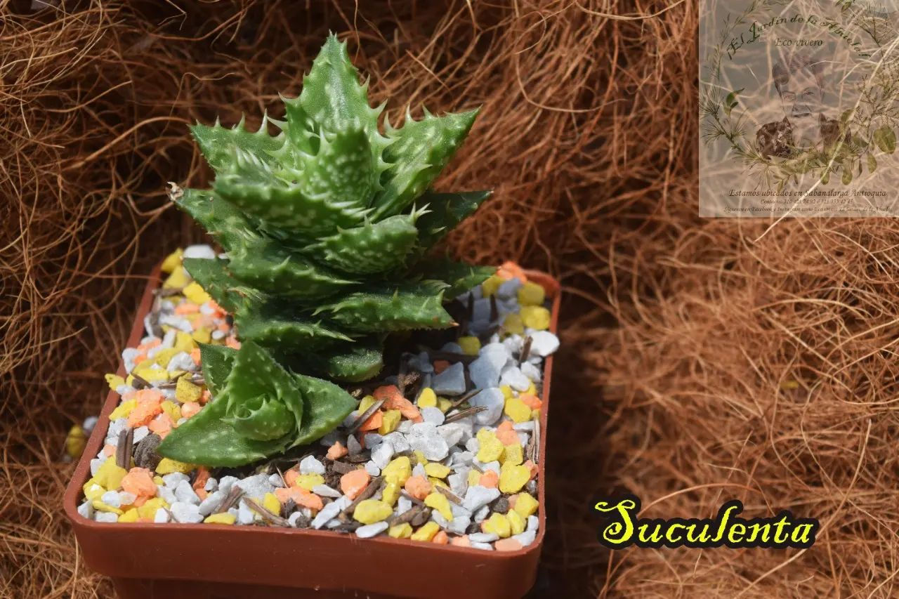 SUCULENTA P7: (Aloe juvenna)