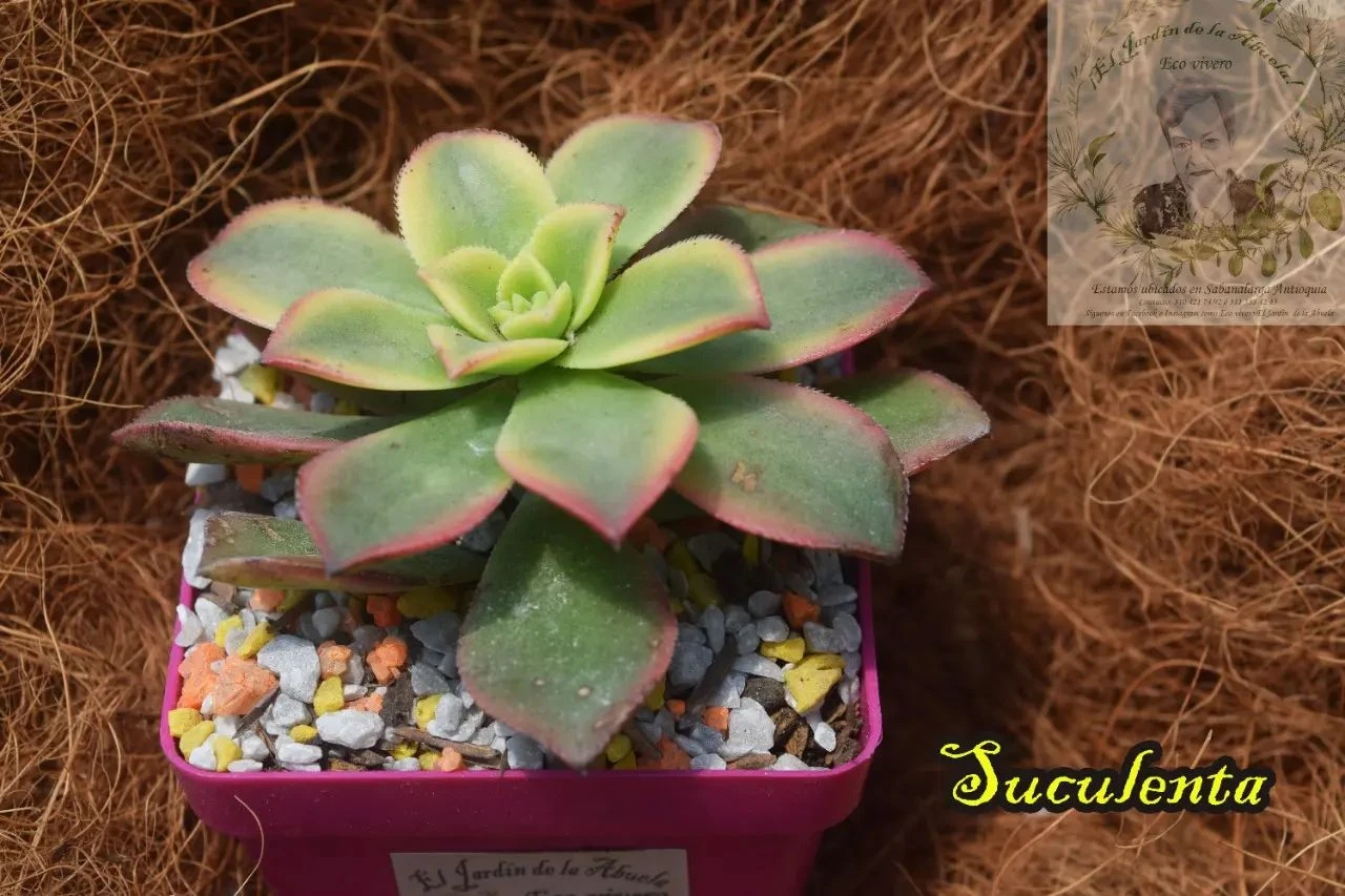 SUCULENTA P7: (Aeonium "Kiwi")