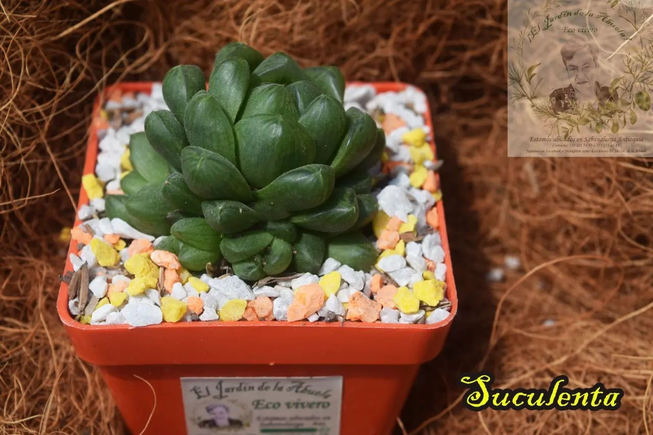 SUCULENTA P7: (Haworthia cuspidata)
