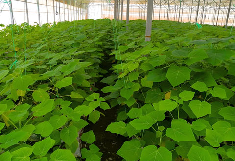 Paulownia Tree