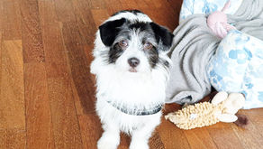 Knall, Scheppern, Keks – was dein Hund dabei wirklich lernt