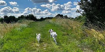 Individualdistanz zwischen Hunden.jpg