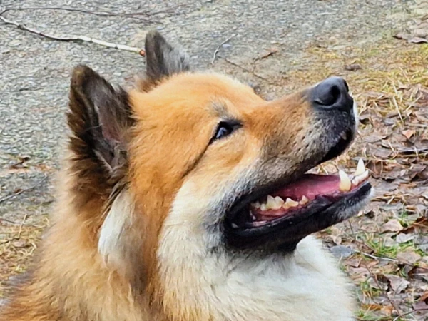 Ein aufmerksamer Hund achtet auf seinen Menschen.