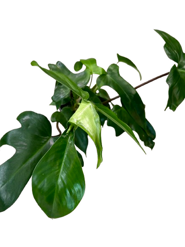 types of xmas cactus Holiday Cactus  Green Acres Nursery & Supply