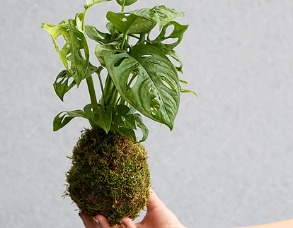 Indoor houseplant with green leaves in natural light