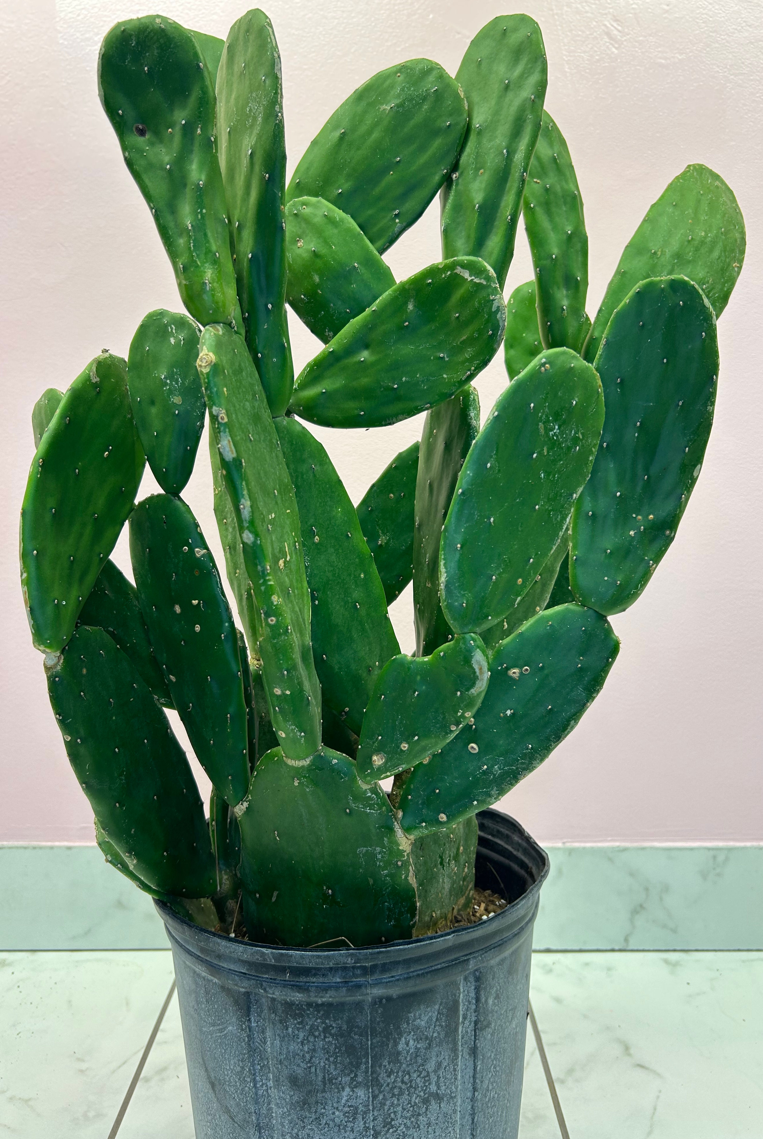 Optunia Cactus Green