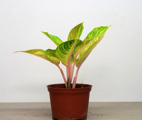jade plant mini Wekiva Foliage Mini Leaf Jade Plant - Live Starter Plant in a 2 Inch Pot - Portulacaria Afra main image 1