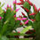 Thumbnail: 4" Easter/Spring Cactus