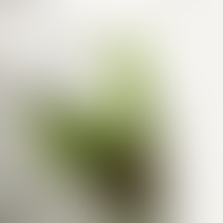 Hanging kokedama moss ball plant with trailing greenery against a white wall.