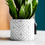 Thumbnail: The Tile Bloom Planter