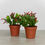 Thumbnail: 4" Easter/Spring Cactus
