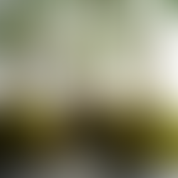 Kokedama moss ball plants on display at Beth’s Roots & Shoots in Bountiful, Utah during a workshop.