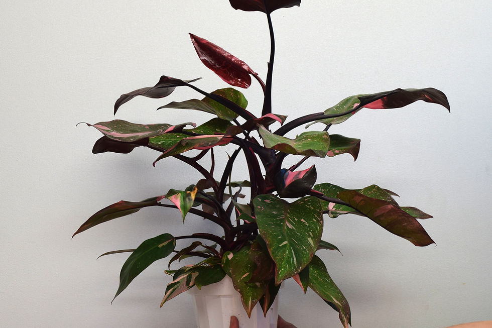 Thumbnail: 6" Philodendron "Pink Princess"