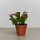 Thumbnail: 4" Easter/Spring Cactus