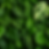 Leaf Background.png